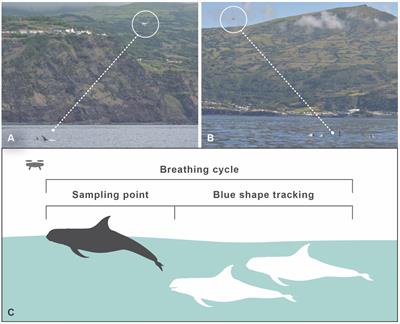 Continuous Focal Group Follows Operated by a Drone Enable Analysis of the Relation Between Sociality and Position in a Group of Male Risso’s Dolphins (Grampus griseus)